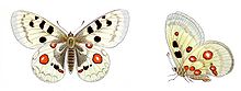 aus der Wikipedia